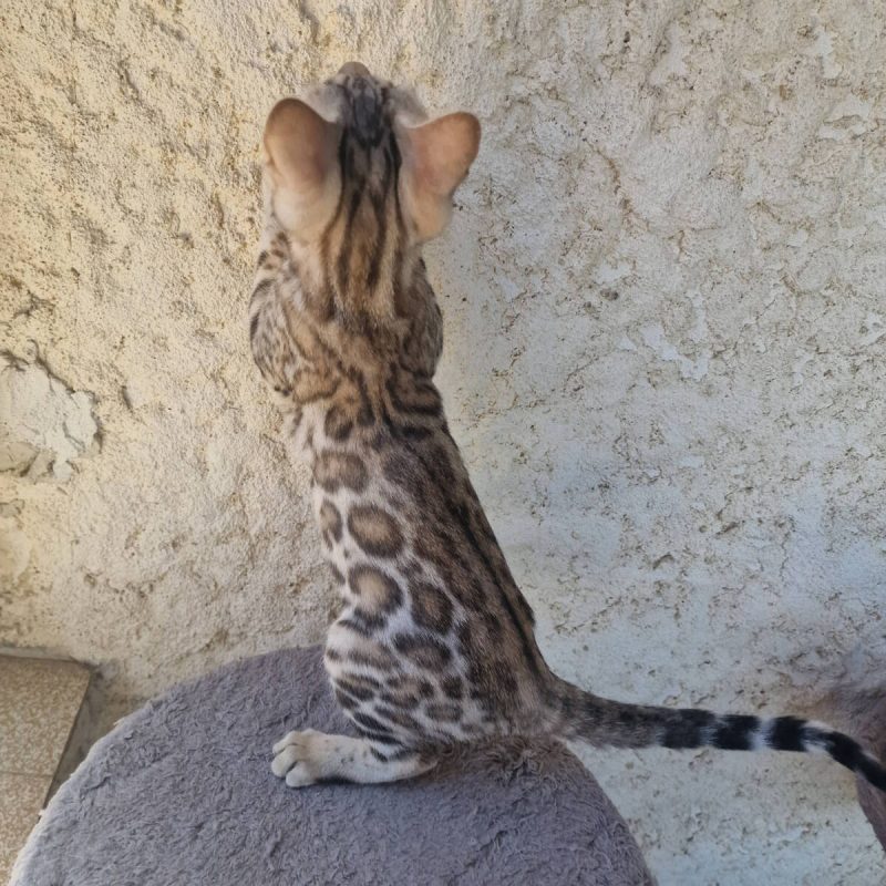 chaton-bengal-brown-web-2
