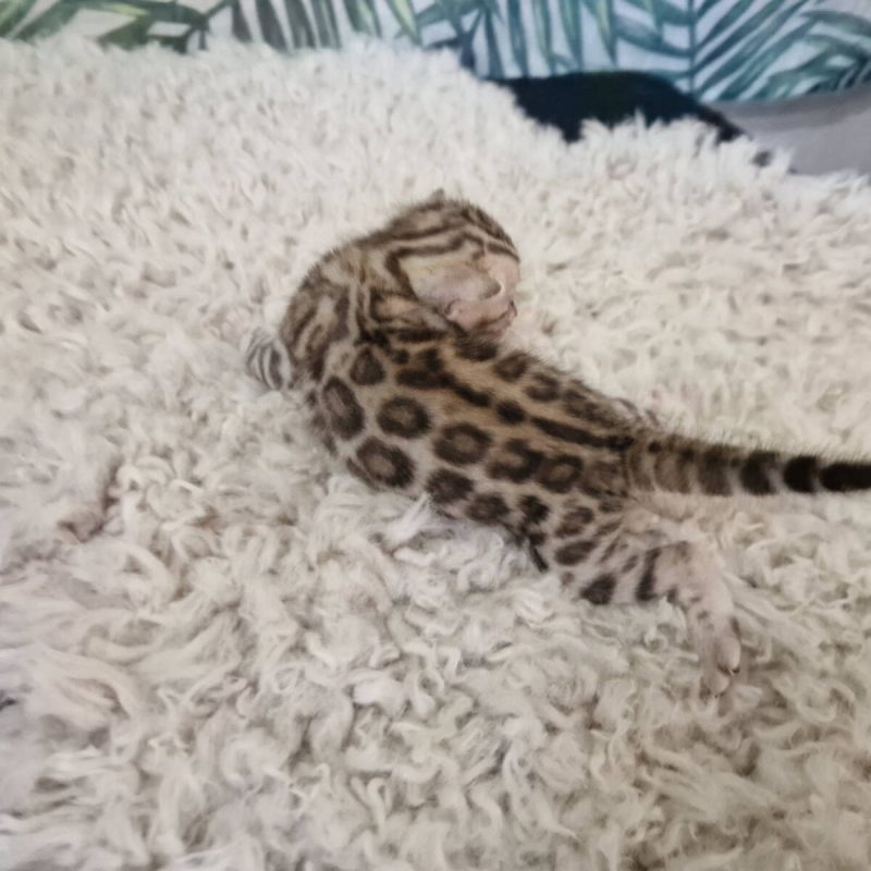 femelle-silver-a-06-26-web-10